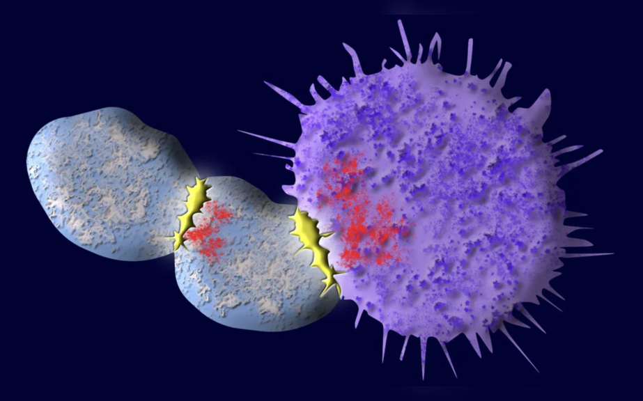 Car T cell therapy rendering