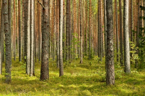 Forest