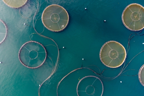Aquaculture
