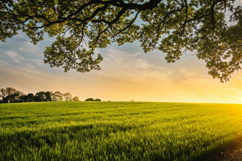 Agriculture